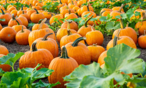 Thanksgiving Pumpkin Patch