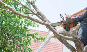 overhanging tree branches in HOA community